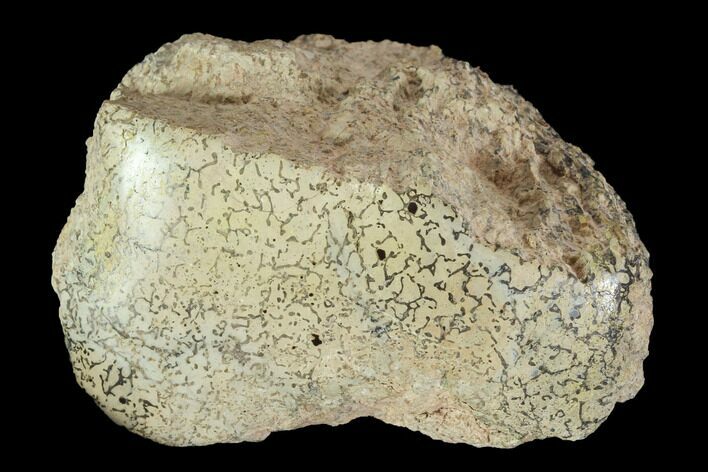 Polished Dinosaur Bone (Gembone) Section - Colorado #96420
